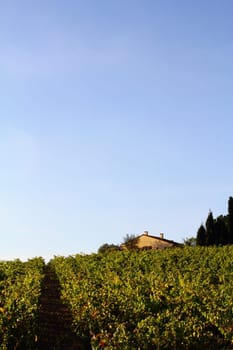 Viticulture South of France