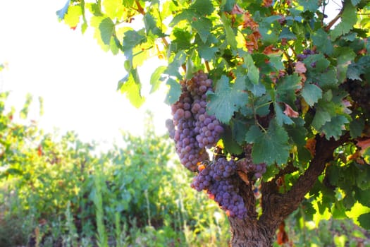 Red grapes