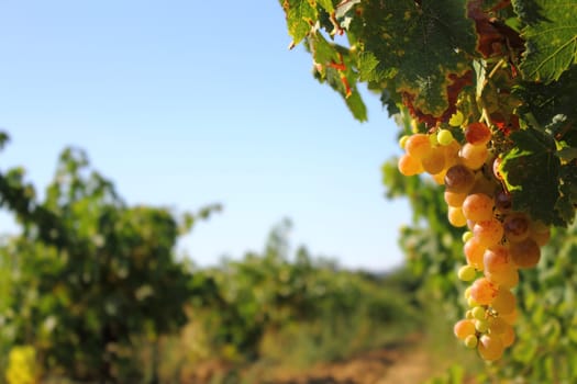 White grapes