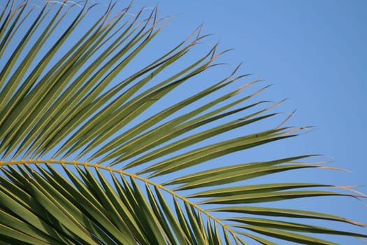 palm tree