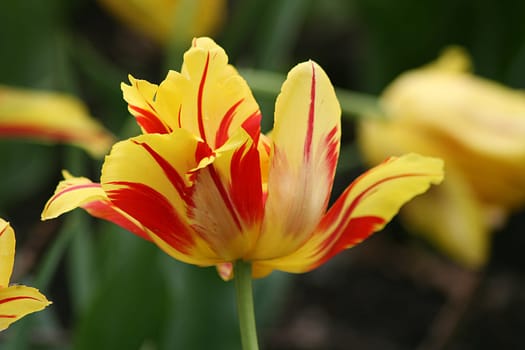 Tulip