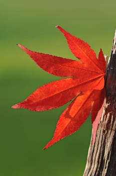 Autumn leaf