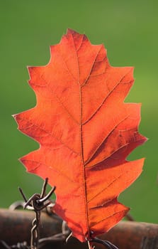 Oak leaf