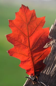 Oak leaf