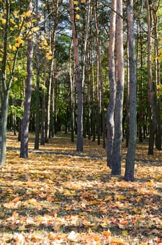 City park with autumn leaves on the trees yellowed