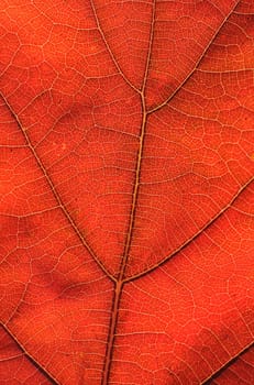 Oak leaf