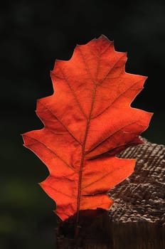 Oak leaf