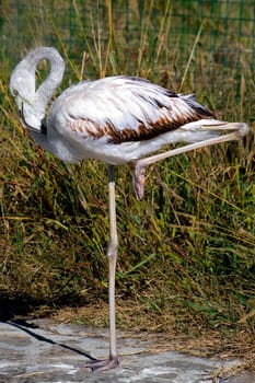 The flamingo(Phoenicopteridae) costs on one leg, drawing  another.