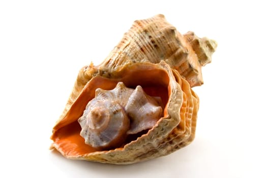 The small cockle-shell is inside the big cockle-shell