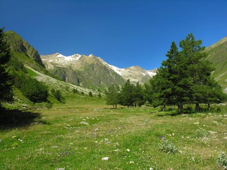 Some fur-trees grow in a mountain valley