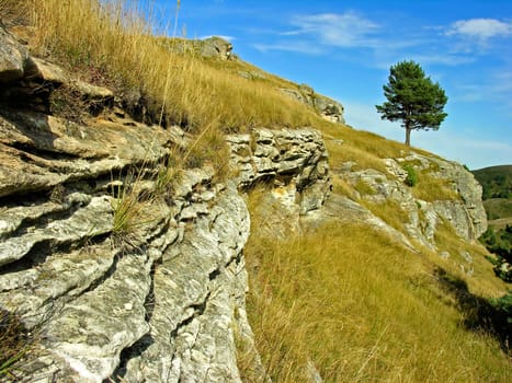Lonely tree on southern slope Bermamyt a plateau, Russia, Northern Caucasus