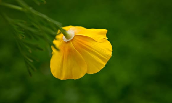 Iceland Poppy Seeds