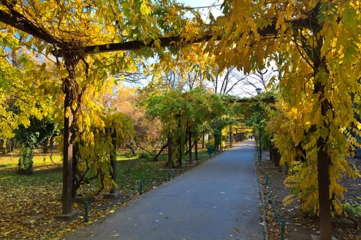 walk in the park in a day of autumn