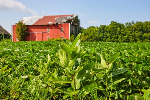 Image of Milkweed plants in front of soybean filed and destroyed red barn in background