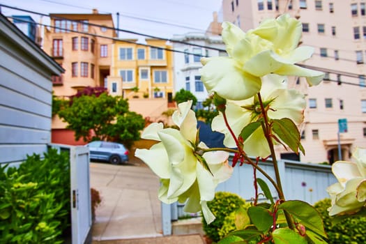 Image of White flowers close up with residential buildings on hill in background