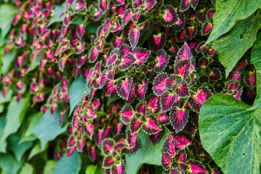 Image of Close up of plant with pink and purple leaves ringed in dark green hidden in wall of ivy asset