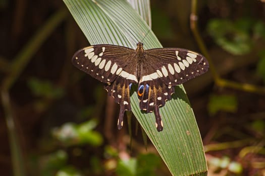 A single Emperor Swallowtail (Papilio ophidicephalus) photographed in the Magoebaskloof forest near Haenertsburg, Limpopo Province, South Africa