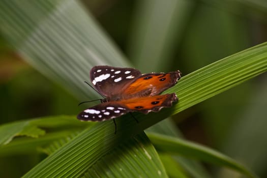 The Bush Beauty or Forest Pride (Paralethe dendrophilus) photographed in the Magoebaskloof Forest near Haenertsburg, Limpopo Province, South Africa