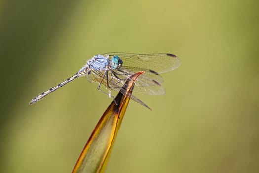 A single Halfshade Dropwing (Trithemis aconita) perched on a leaf