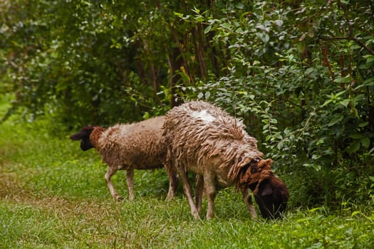 Sheep doing biological weed control amongst the blueberries