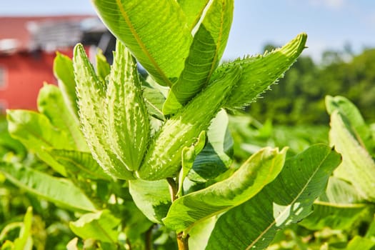 Image of Close up of underside of nonflowering milkweed plant on farmland