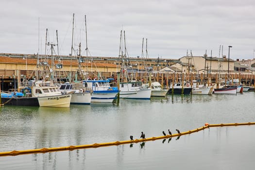 Image of Boats docked near Hyde Street Pier with row of birds on yellow floating buoy