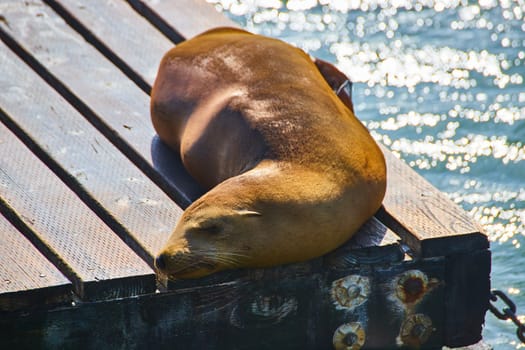 Image of Young adult seal on edge of pier curled up and sleeping on sunny day