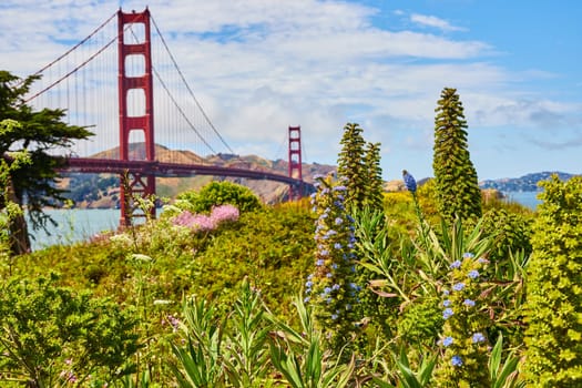 Image of Gorgeous summer day with blue flowering succulents on hillside with Golden Gate Bridge behind