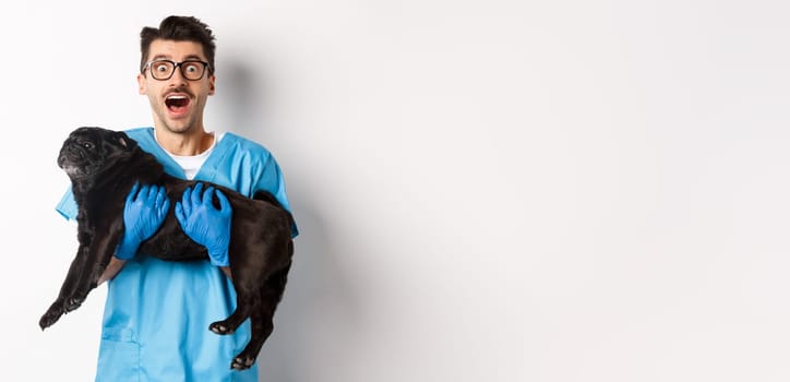 Vet clinic concept. Happy male doctor veterinarian holding cute black pug dog, staring at camera amazed, white background.