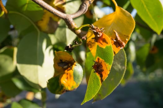 Pear leaves with Gymnosporangium sabinae is a species of rust fungus in the subdivision Pucciniomycotina. Known as pear rust, European pear rust, or pear trellis rust. Problem in gardening.