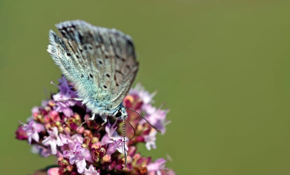A blue on wild marjoram