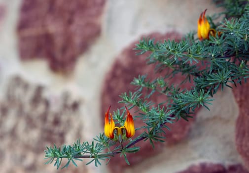 Lotus berthelotii