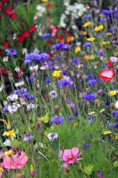 Cottage garden