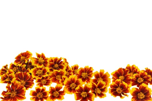 Marigold flower heads over white background