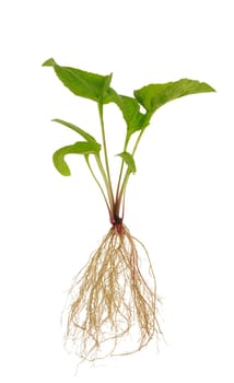 Echinacea purpurea seedling over white background