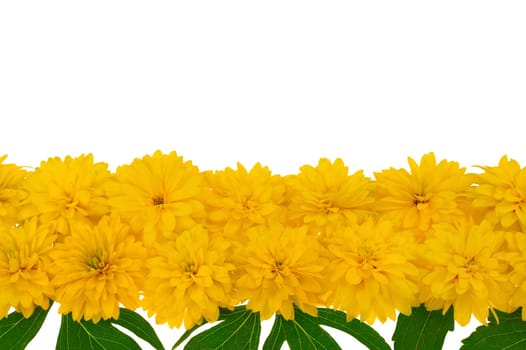 Rudbeckia laciniata flower heads in row