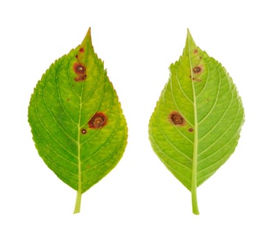 Diseased leaf of Hydrangea serrata Blue Bird - fungus Cercospora