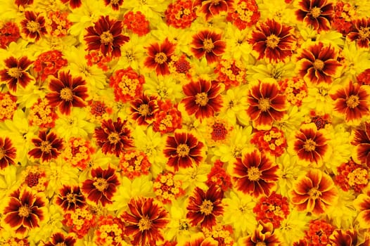 Rudbeckia laciniata, Lantana camara, Tagetes - flower heads