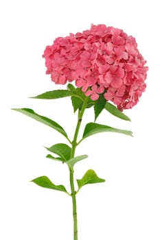 Hydrangea macrophylla flower isolated on white background