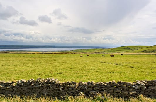 Cows grazing in a meadow in County Clare, Ireland