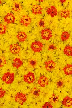 Group of Rudbeckia laciniata and Lantana camara flower heads