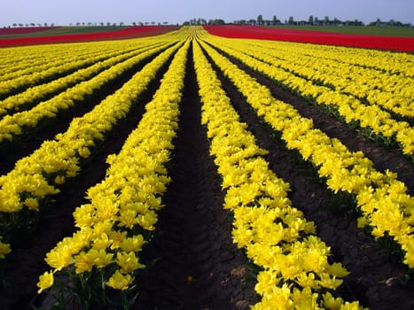 Tulip Field