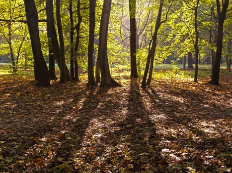 Forest in autumn,nature with leaves on the ground