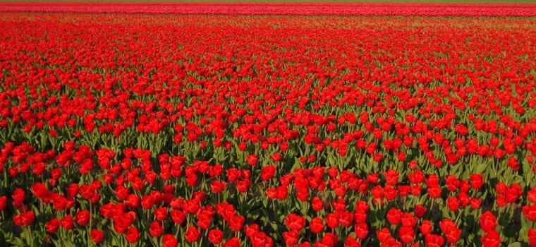 Red tulips