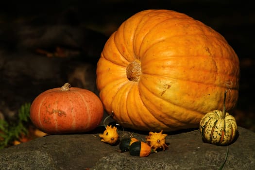 Autumn fruits