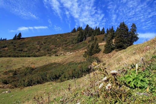 Blue sky and silver thistles in the Alps