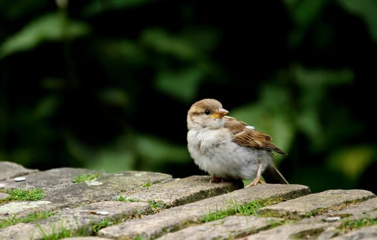 Sparrow
