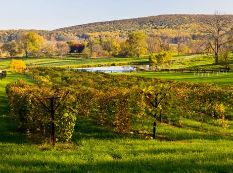 Row between grape vines leads to a set of trees with autumn leaves