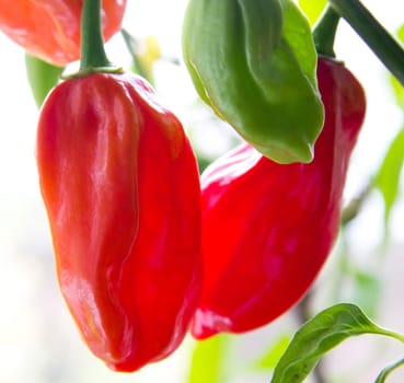 chili