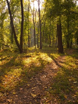 Forest in autumn,leaves on the ground in nature
